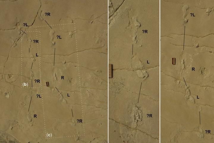 Crete empreintesfossiles 5 7ma4