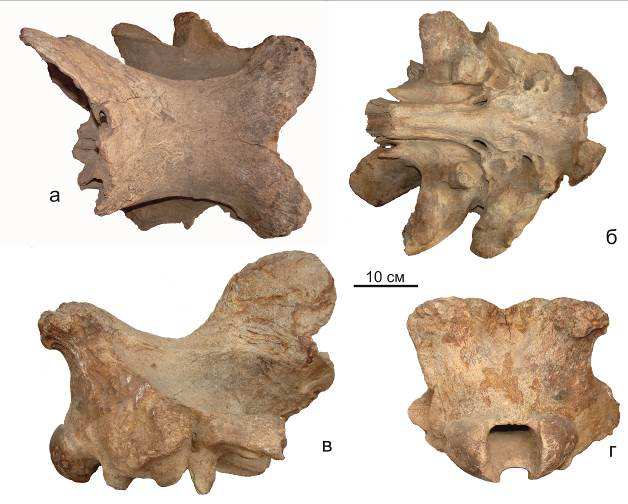 Elasmotherium