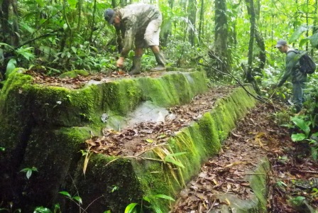 Escalier jungle