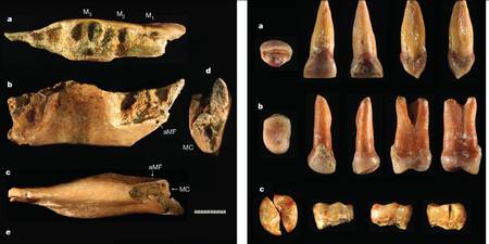 Flores dents 700000ans