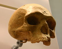 Florisbad helmei homo heidelbergensis