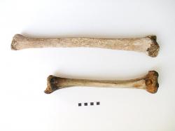 gigantism-found-in-roman-skeleton-simona-minozzi-endocrine-society.jpg
