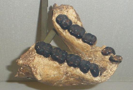 Gigantopithecus bilaspurensis mandible