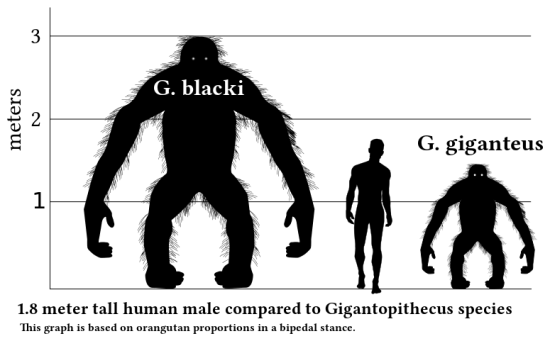 Gigantopithecus v human