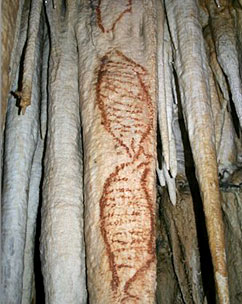 Grotte nerja phoques art parietal