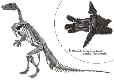 Iguanodon3
