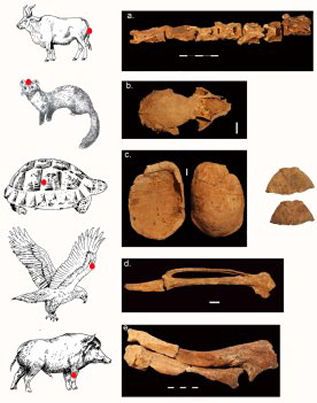 Israel shaman missions natoufiens os animaux