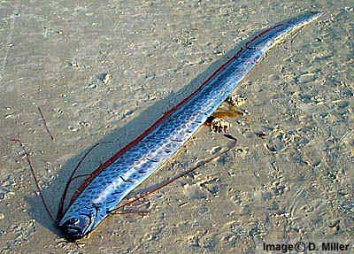 Oarfish 1