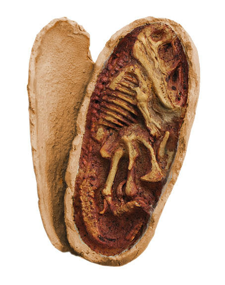 Oeufvelociraptor embryon