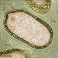 pandoravirus-mini.jpg