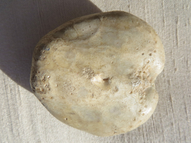 Petrified sea biscuit