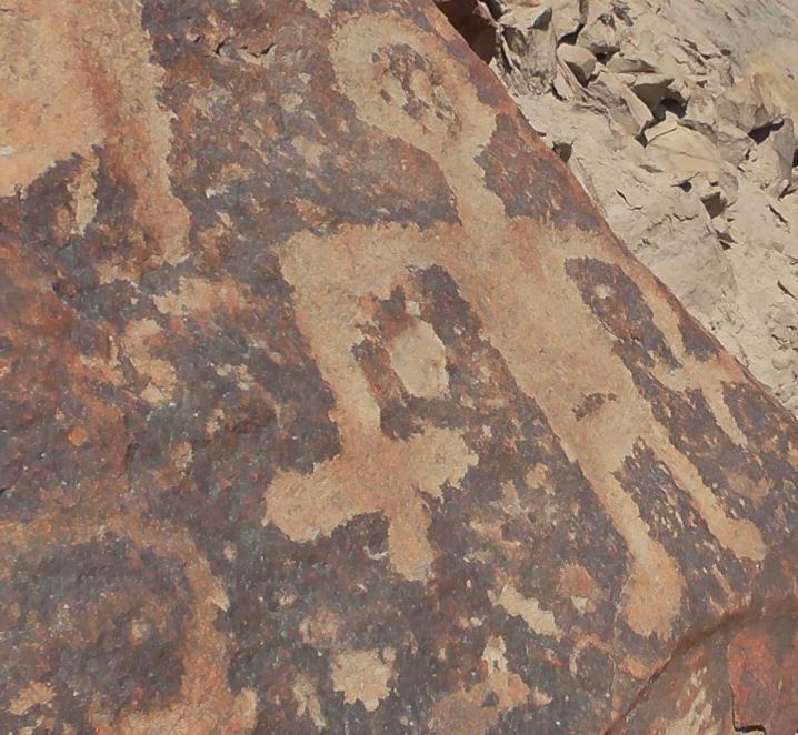Petroglyphepalpa