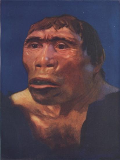 pithecanthropus-erectus-java.jpg