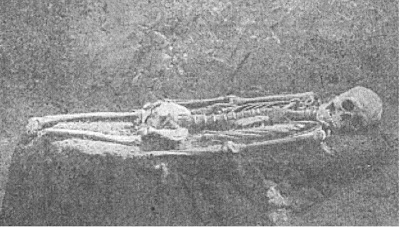 Serpent skeleton