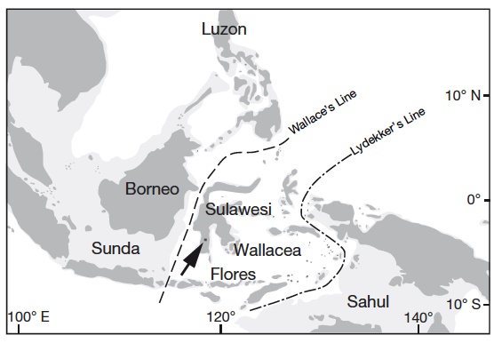 Sulawesi flores