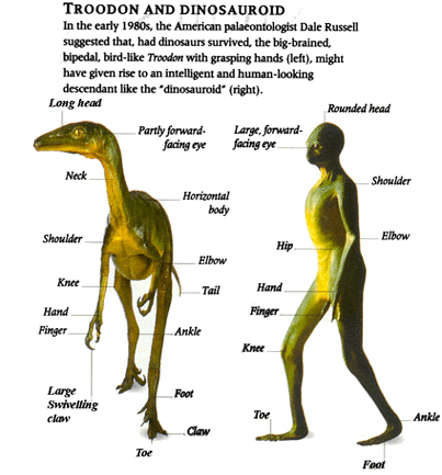 Troodondinosauroid 1