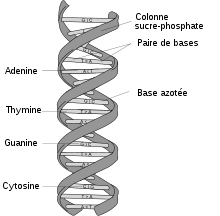 220px-dna-structure-and-bases-fr-svg.png
