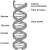 L'ADN sera-t-il le support de stockage ultime de l'humanité ?