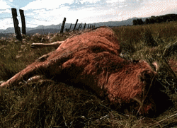 56861184mutilations-animales-7-gif.gif