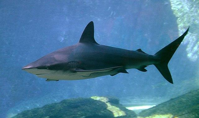 640px carcharhinus obscurus in ushaka sea world 1083