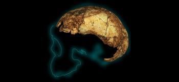 Afrique du sud: plus ancien Homo Erectus découvert à ce jour