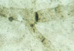 algue-multicellulaire.jpg