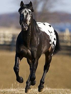 Appaloosa thiel