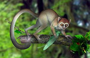 Le plus ancien fossile de primate bouleverse les données