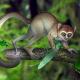 Le plus ancien fossile de primate bouleverse les données