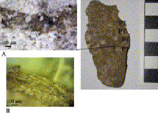 artefact-fibres-ardeche-90000ans-1.gif