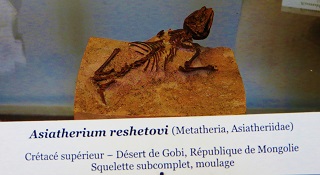 Asiatherium reshetovi mini