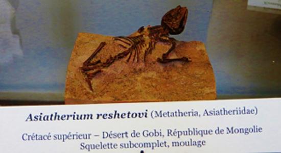 Asiatherium reshetovi