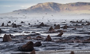 Borth forest6000 4500engloutie