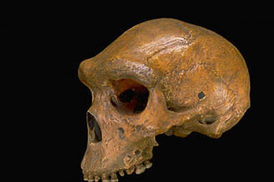 broken-hill-balle-neandertal.jpg