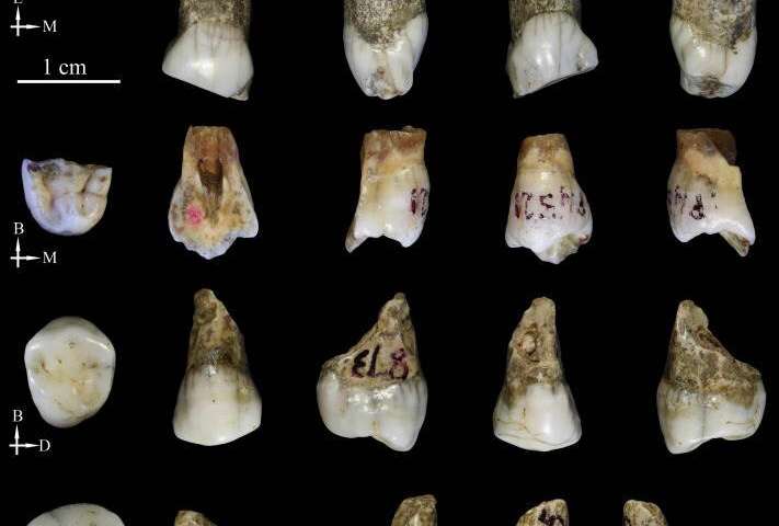 Chine tongzihominide