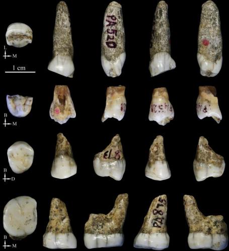 Chine tongzihominide0