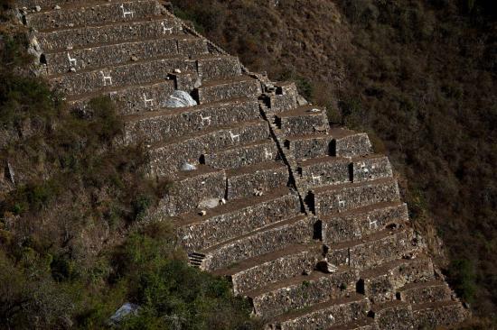 Choquequirao llama terrace