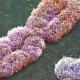 Une plus ancienne branche génétique du chromosome Y découverte