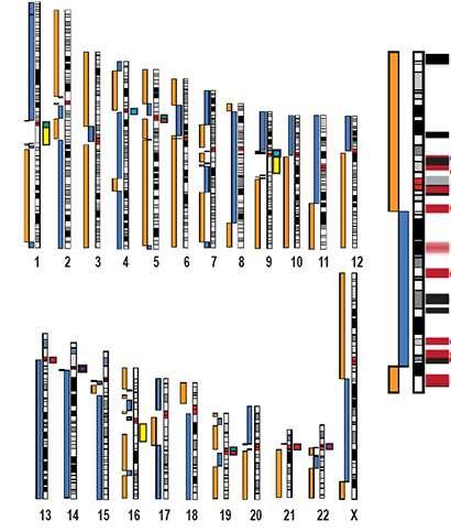 Chromosomes miga al nature 2020