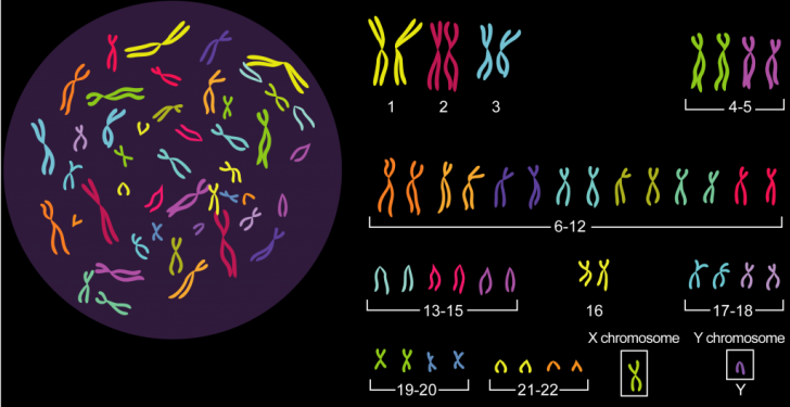 Chromosomes noyau et caryotype e1365075149683 1024x527