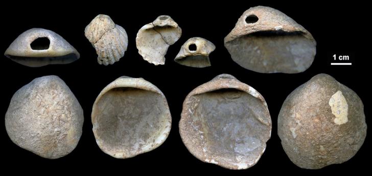 Coquillage neanderthaliens espagne