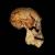 Le genre Homo s’enrichit de deux espèces d'après des fossiles kényans