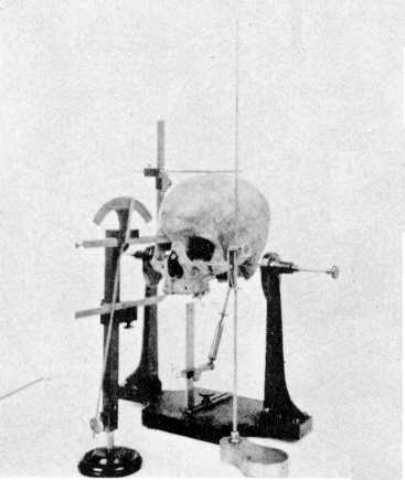 craniometryskull1902.jpg