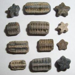 crinoid-fossils.jpg