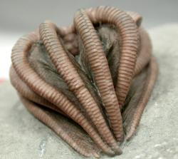 crinoid1.jpg