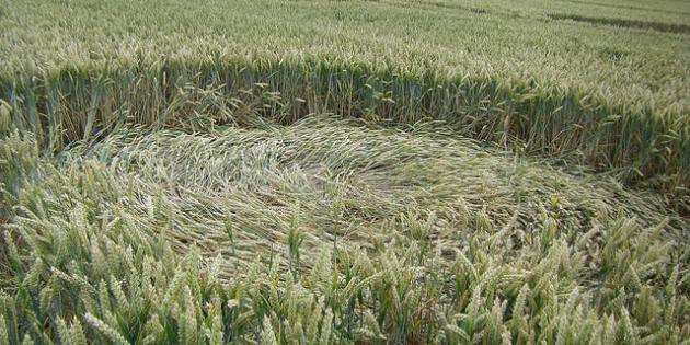 Crop Circles, les Cercles de Culture - le retour 2013