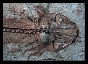 Evolution de Darwin : les créationnistes reviennent à la charge