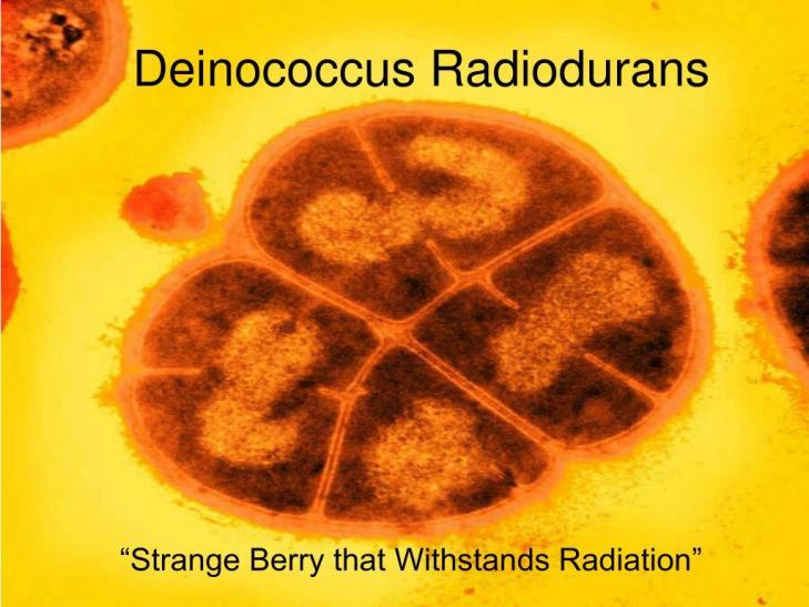 Deinococcus radiodurans l