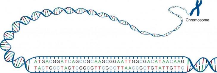 Du chromosome au code 1024x348