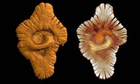 faunegabon-2ga-fossile2.jpg